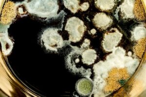 mould indoor air quality