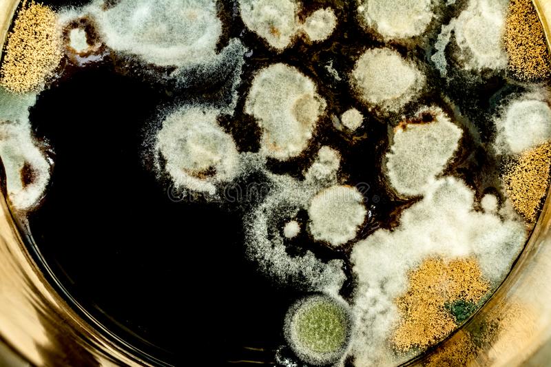green mold formation petri dish abstract microbiological texture formation green mold petri dish abstract 146501798