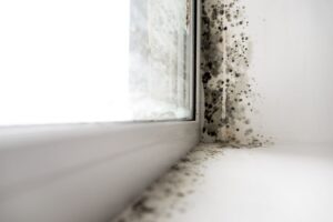 jhe environmental mould and air quality control
