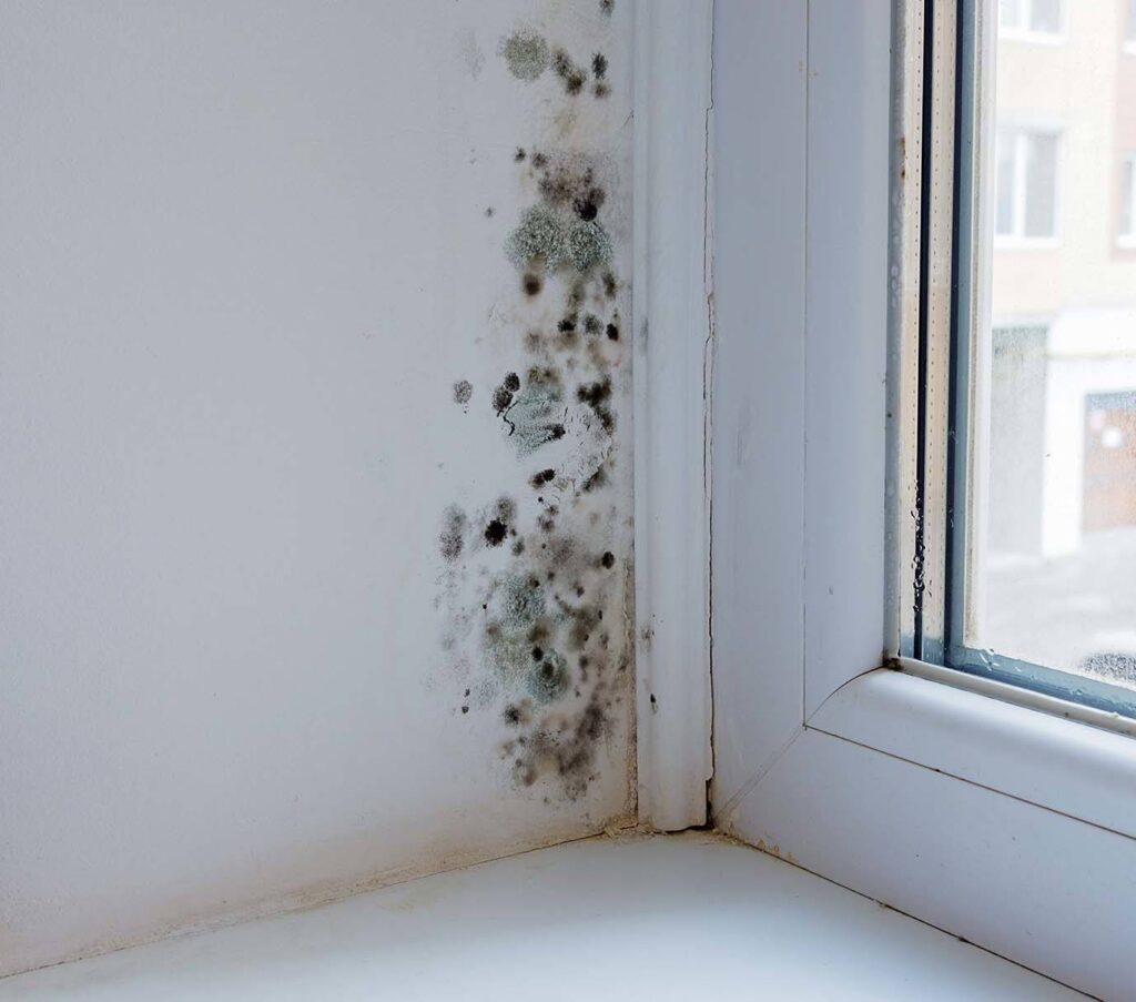 mould growing near a window