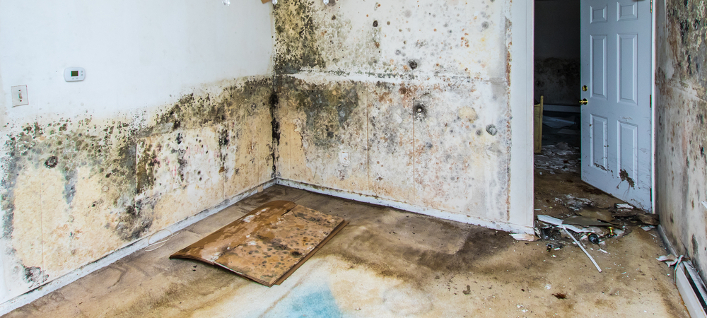 specialist target drying mould growth water damage