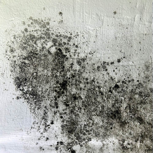 mould img